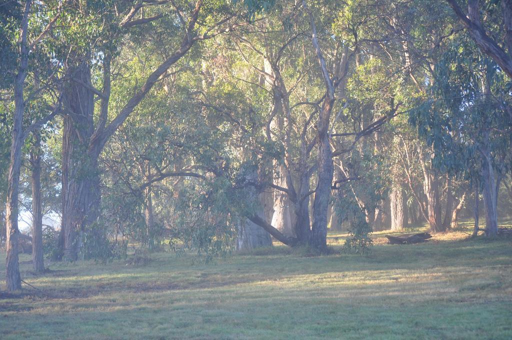 Tallawarra Homestead Tonimbuc Exterior foto